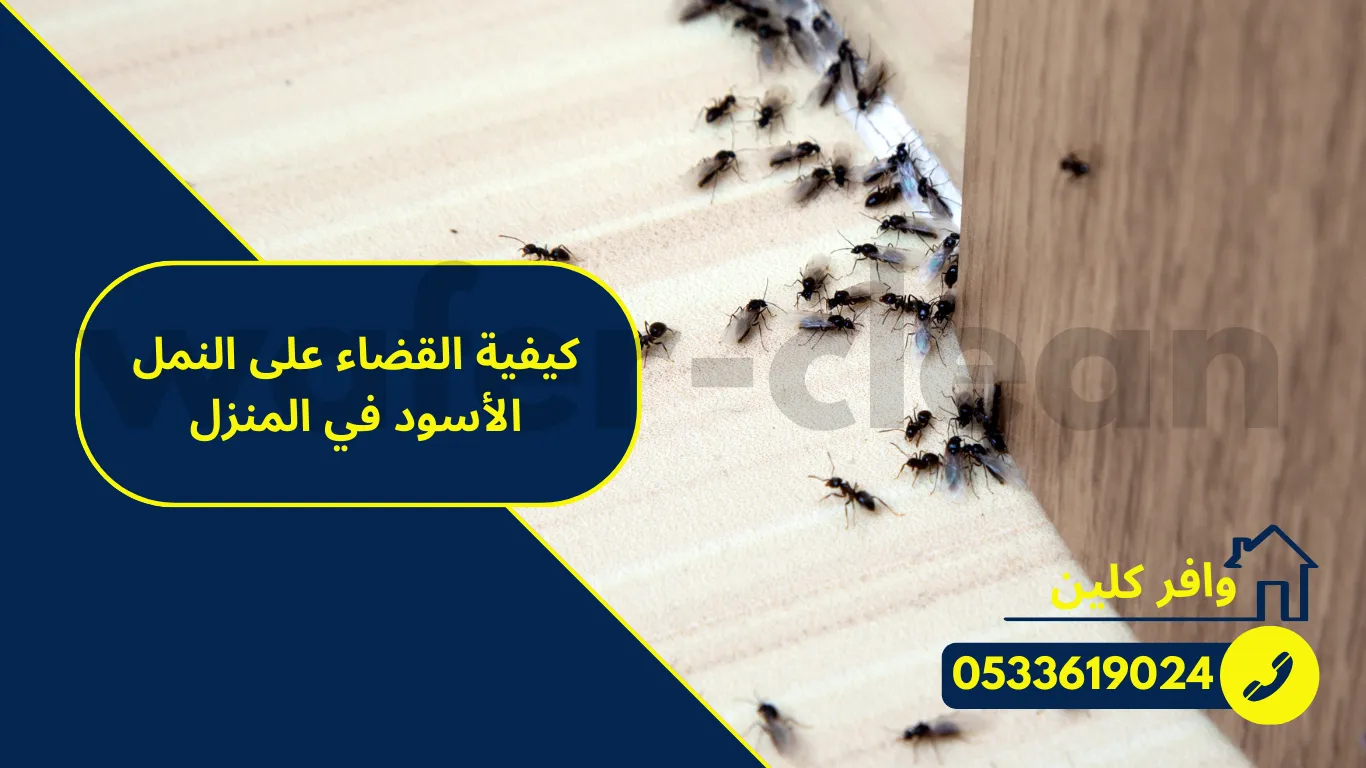 كيفية القضاء على النمل الأسود في المنز
